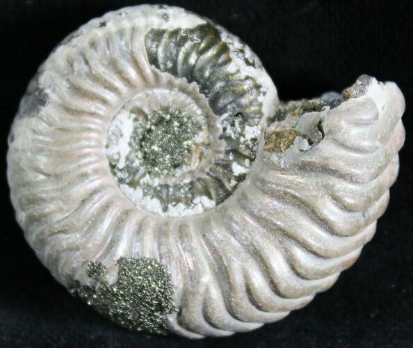 Vertumniceras Ammonite Fossil With Pyrite #28407